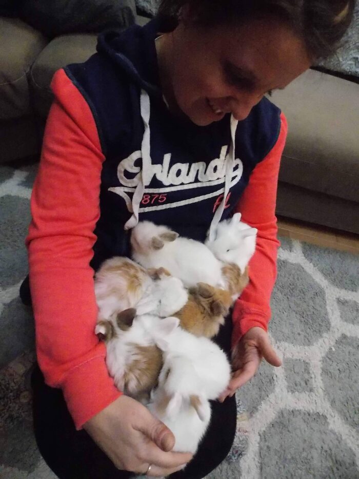 Bunny available for adoption at Seiling Family Farm